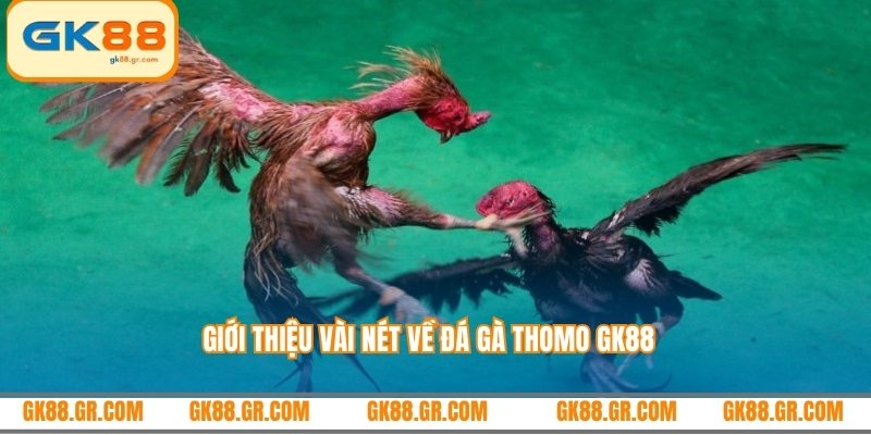 Giới thiệu vài nét về đá gà thomo GK88